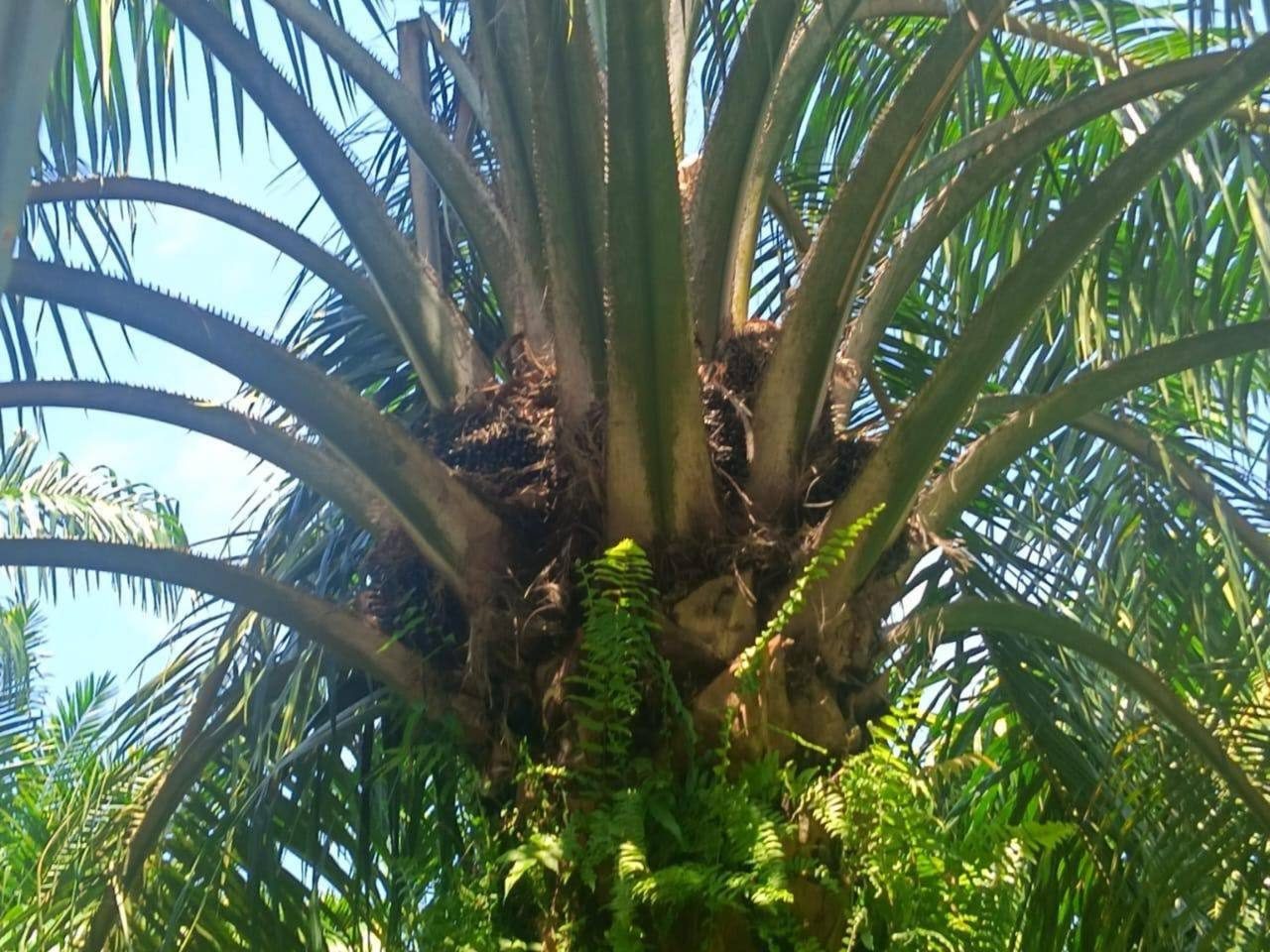 Ladang Sawit 6.2 ekar di Mukim Pulau Rusa Pekan untuk Dijual