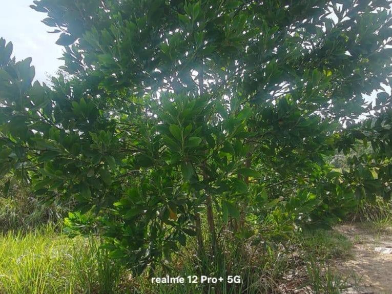 TANAH LOT UNTUK DIJUAL β MUKIM BANGGUL, KEMAMAN