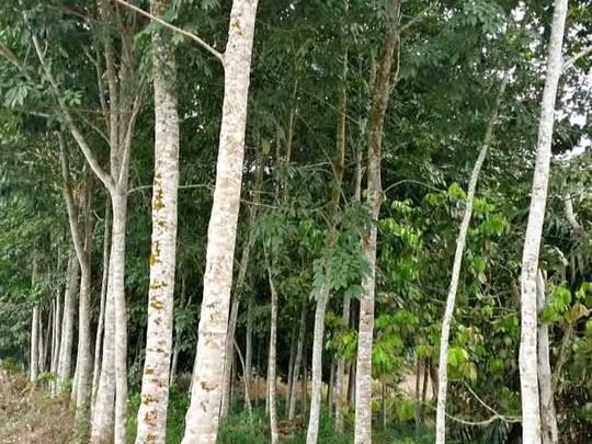Tanah Pertanian 4.4 Ekar Kampung Padang Durian Pendang Kedah
