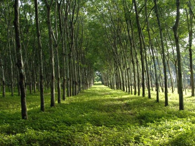 Tanah Kebun 5.66 Ekar Bukit Selambau Kuala Muda Kedah Freehold