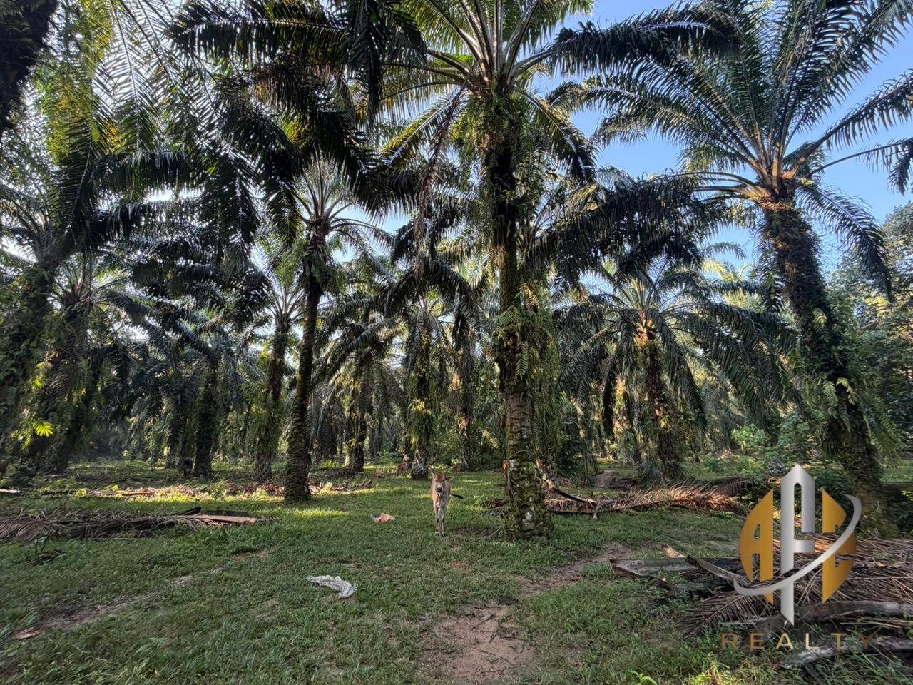 Tanah Pertanian 7 Ekar Sungai Tengas Kulim Kedah Freehold