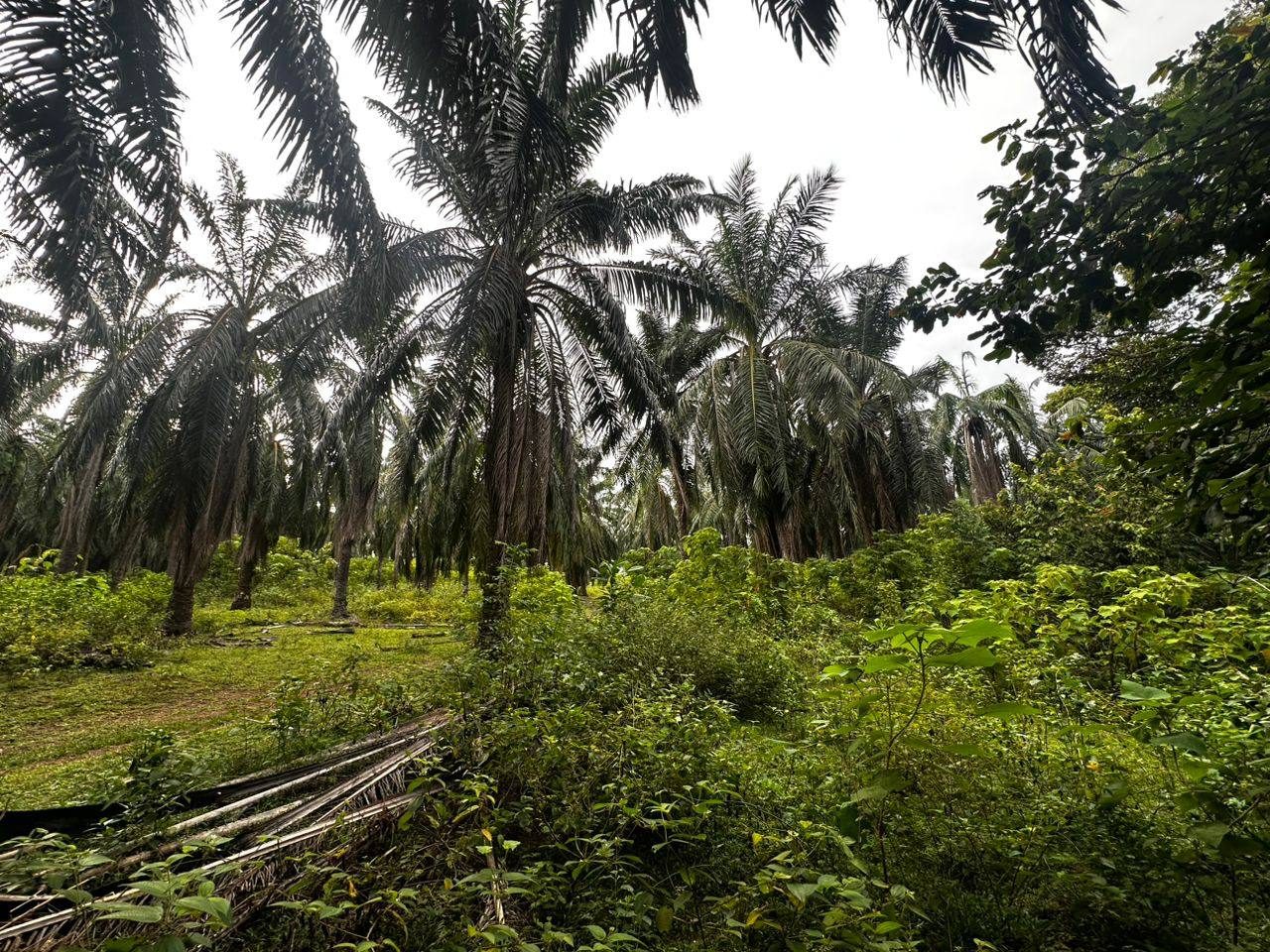 Tanah Pertanian 0.49 Hektar Pantai Perai Pinang Tunggal Kedah