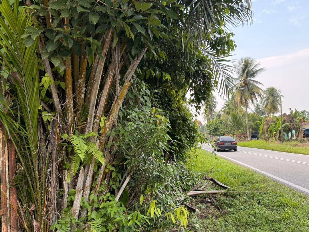 Tanah Pertanian 1.46 Ekar Kampung Padang Limau Karangan Kulim Kedah Freehold