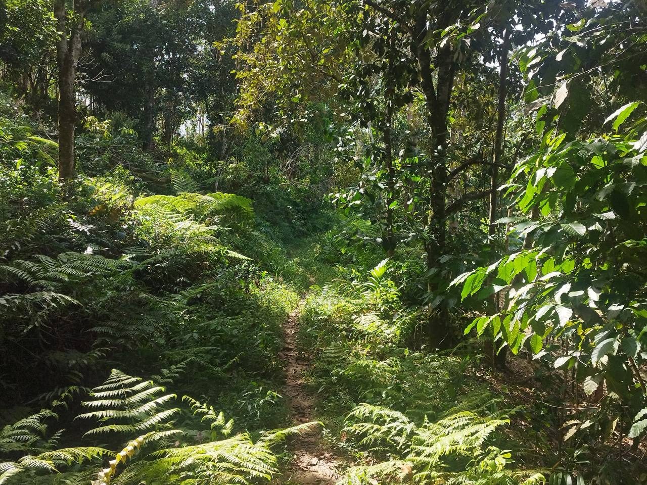 Tanah Pertanian 1.07 Hektar Kampung Ulu Tawar Baling Kedah