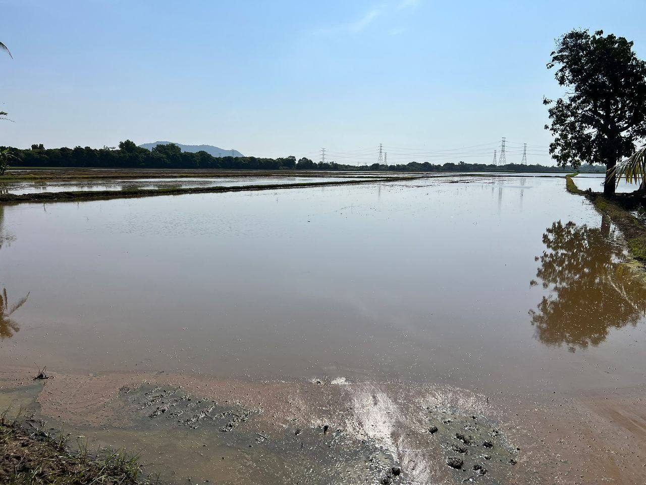 Tanah Bendang 4.14 Relong Anak Bukit Alor Setar Kedah Freehold