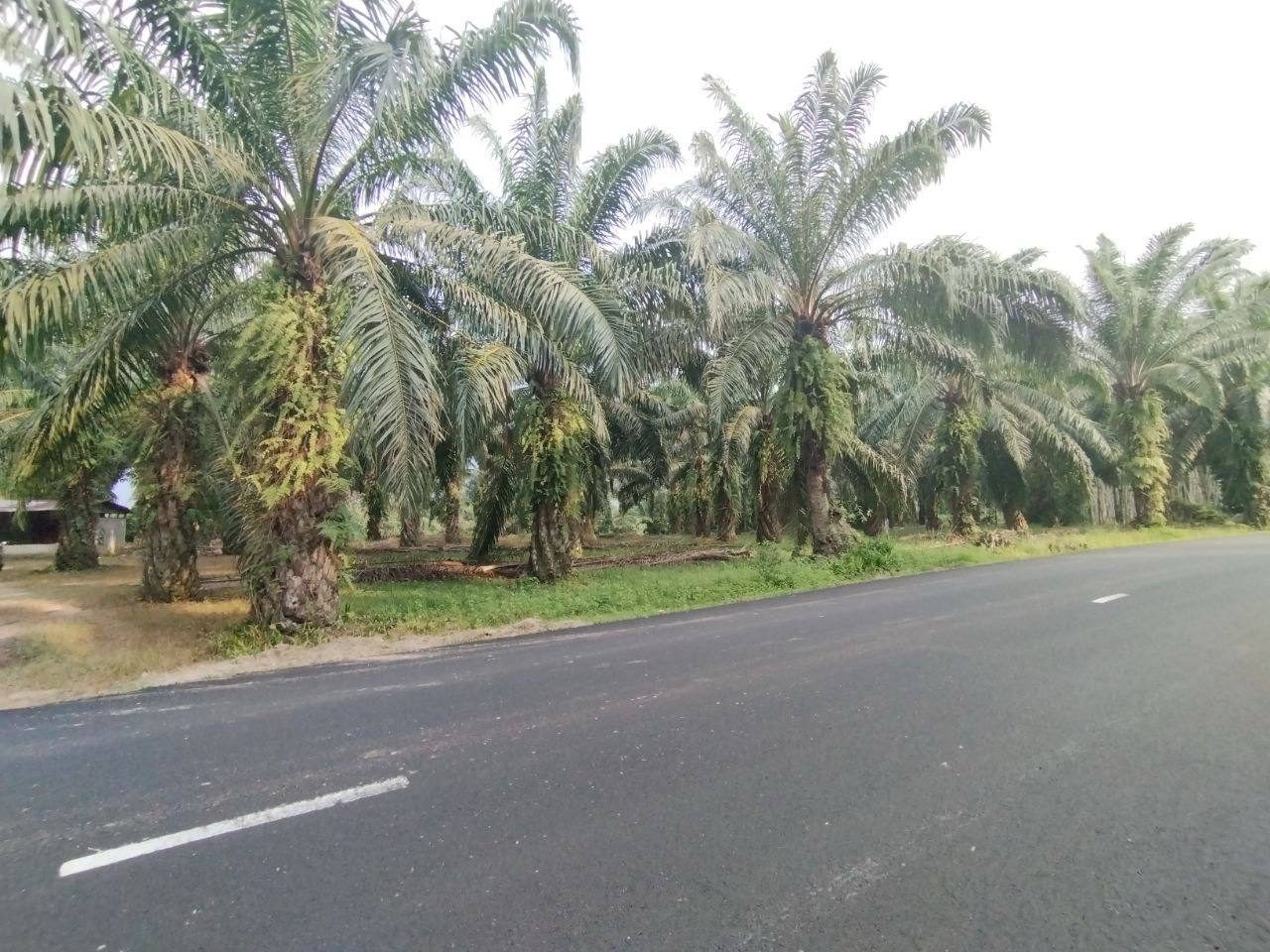 Tanah Pertanian 4.76 Ekar Kg Kemumbong Sidam Kiri Freehold Tepi Jalan Raya