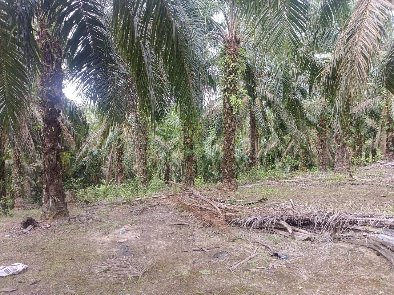 Tanah Pertanian 4 Ekar Kampung Tras Maran Pahang Freehold