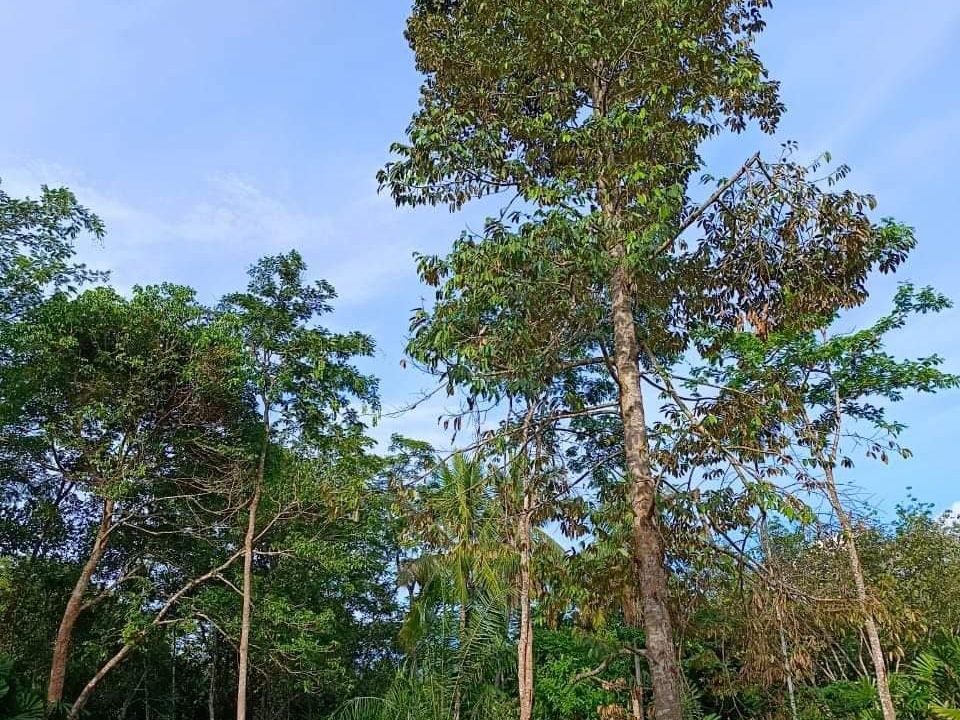 Tanah Pertanian 21,506 Kaki Persegi Kampung Bukit Tegor Pendang