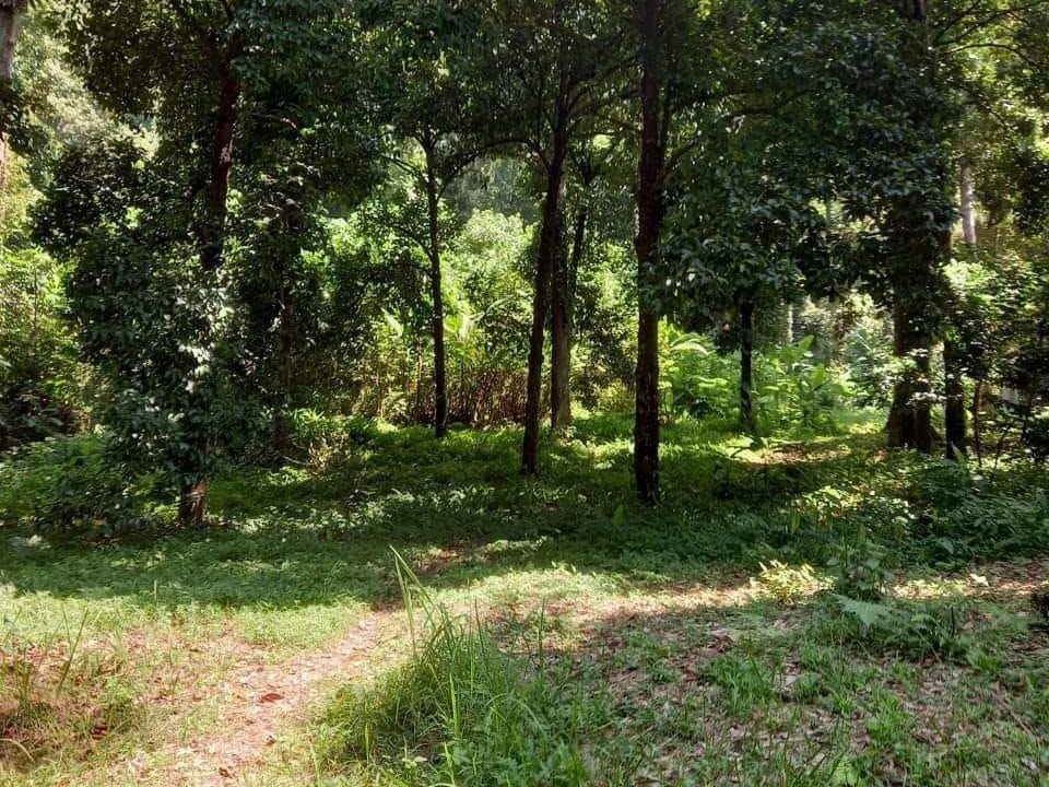 Tanah Dusun 506,912 Kaki Persegi Gertak Sanggul Pulau Pinang Freehold