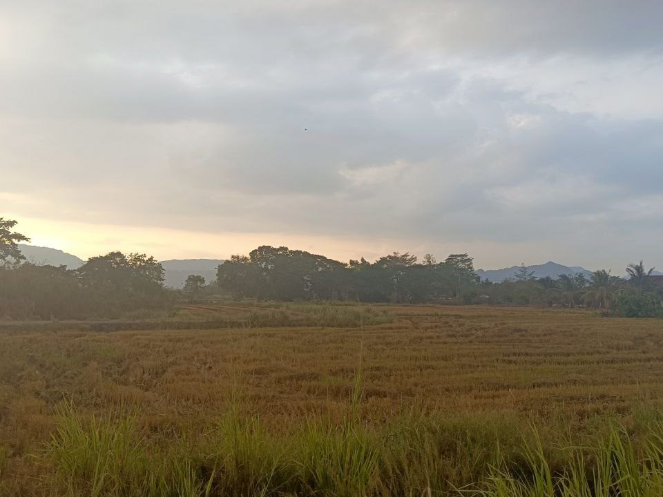 Tanah Sawah 28,040 Kaki Persegi Padang Pauh Perlis Freehold