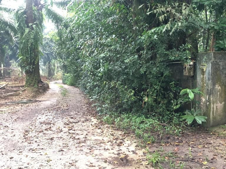 Tanah Dusun 4 Ekar Kubang Semang Pulau Pinang Freehold