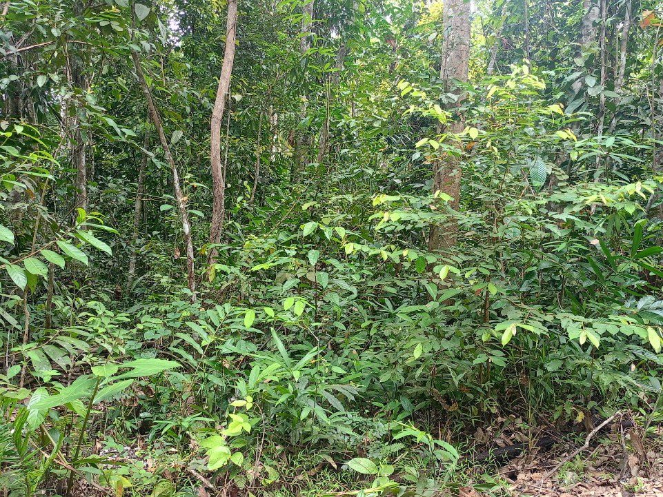 Tanah Pertanian 0.5 Ekar Tepi Jalan Kampung Air Panas Gerik Perak Freehold