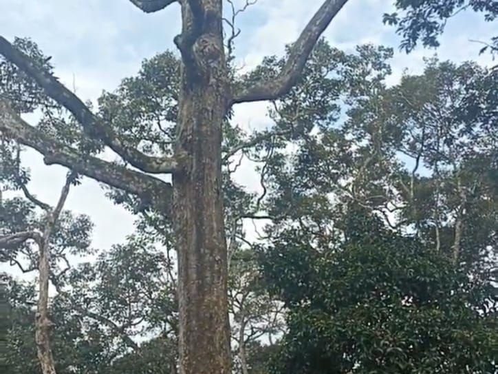 Tanah Dusun 1 Ekar Sungai Lalah Rembau Negeri Sembilan Freehold