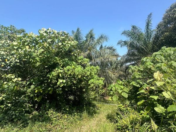 Tanah Pertanian 3.14 Ekar Merbau Berdarah Sungai Panjang
