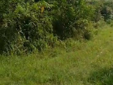 Tanah Pertanian 0.96 Ekar Sungai Tekali Hulu Langat