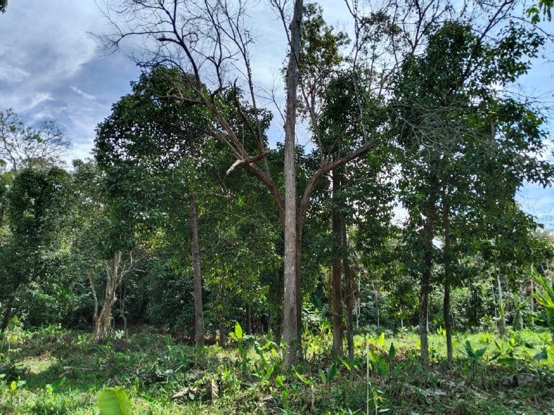 TANAH DUSUN UNTUK DIJUAL – KAMPUNG BUKIT DERANG, JITRA, KEDAH