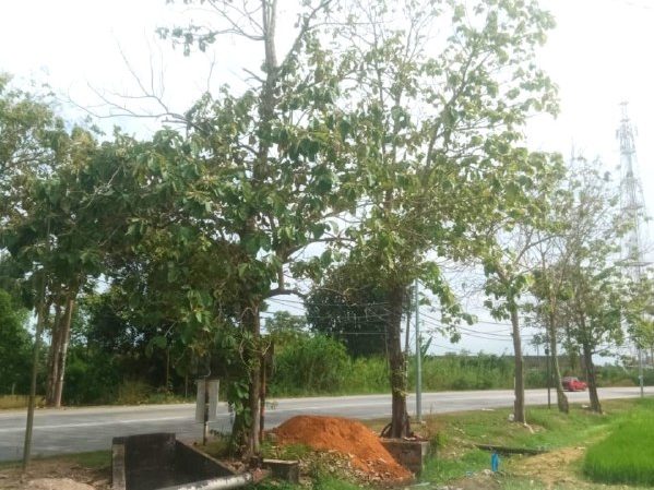 TANAH PERTANIAN UNTUK DIJUAL | JERLUN, KEDAH