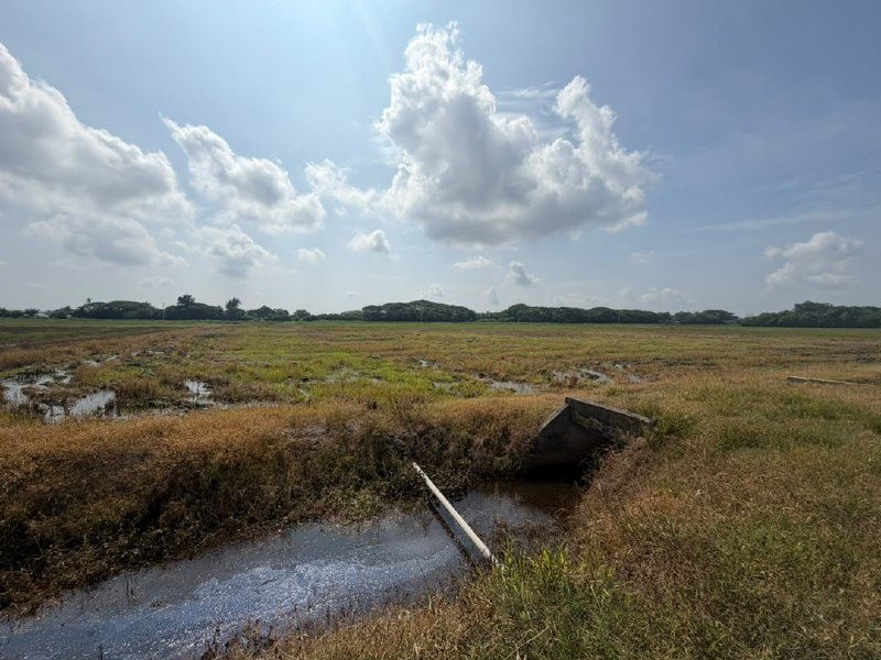 Sawah Padi 3 Lot Geran Individu Permatang Manggis Kepala Batas
