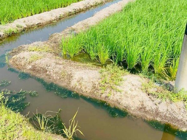 Tanah Pertanian 2.91 Ekar Tanjung Karang Kuala Selangor Freehold