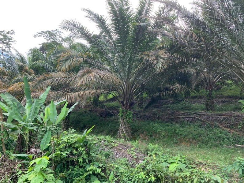 Tanah Pertanian 5.15 Ekar Kuala Kalumpang Hulu Selangor