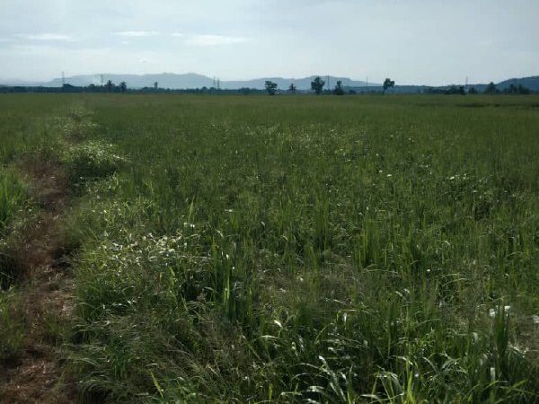 Tanah Pertanian 3.97 Ekar Freehold Geran Mukim Kubang Pasu Kedah