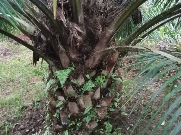 Ladang Kelapa Sawit 436 Ekar Pajakan 90 Tahun Kuala Krai Kelantan