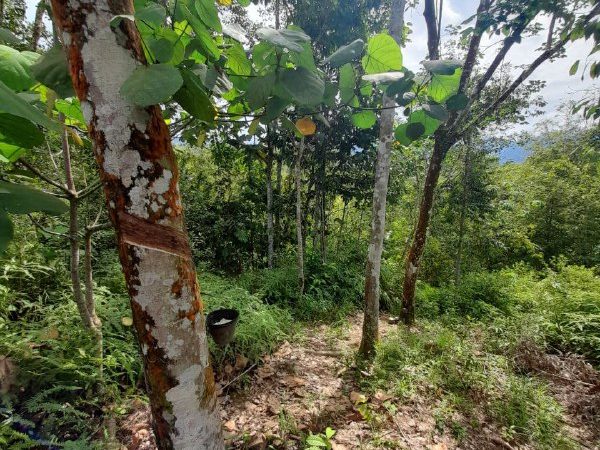 Tanah Berbukit 5.98 Ekar Freehold Hulu Bernam Timur Tanjung Malim