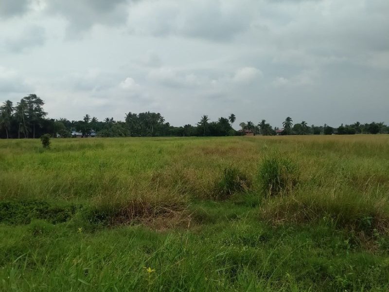 Tanah Pertanian 1.14 Ekar Untuk Dijual Di Parit Mat Alam Titi Serong Tanjung Piandang Perak Freehold