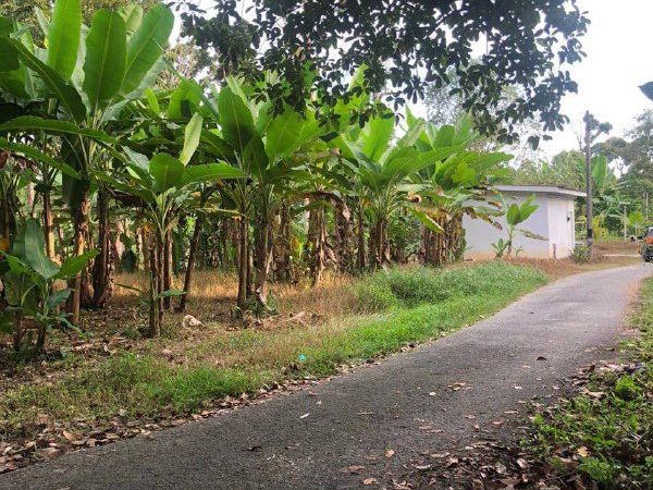 Tanah Kebun Setengah Ekar Untuk Dijual Di Simpang Taiping Perak Freehold