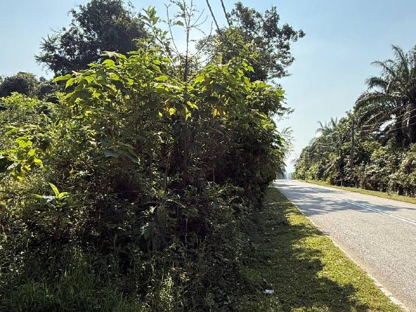 Tanah 12 Ekar Untuk Dijual Di Selama Perak Freehold Tepi Jalan Utama