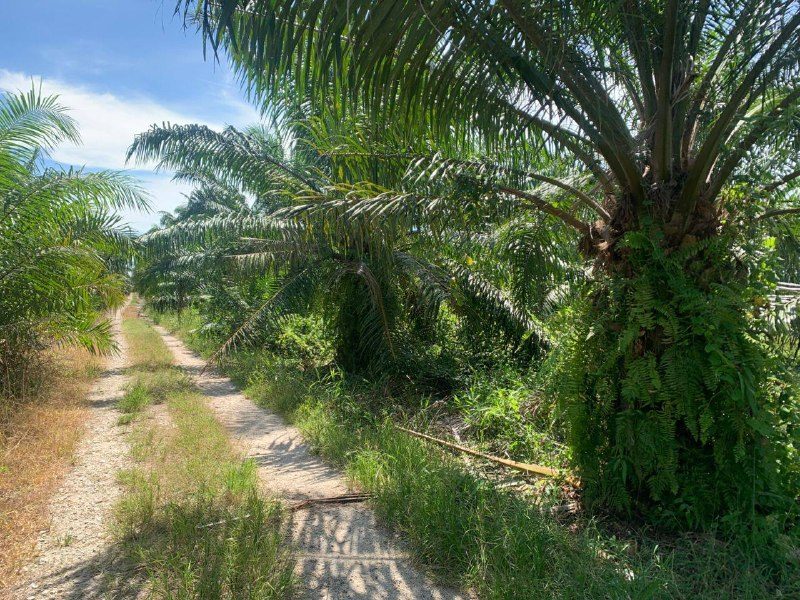 Tanah Pertanian 2 Ekar Tanaman Sawit Untuk Dijual Di Sabak Bernam Selangor Geran Individu