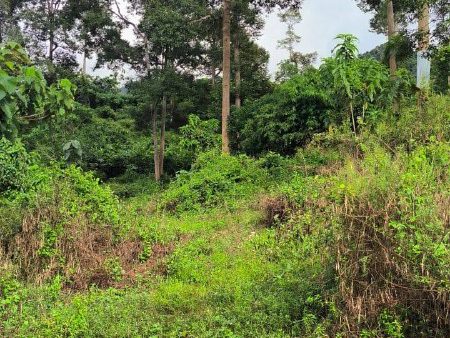 Tanah Pertanian 4.39 Ekar Untuk Dijual Di Bukit Sapi, Lenggong, Perak Freehold