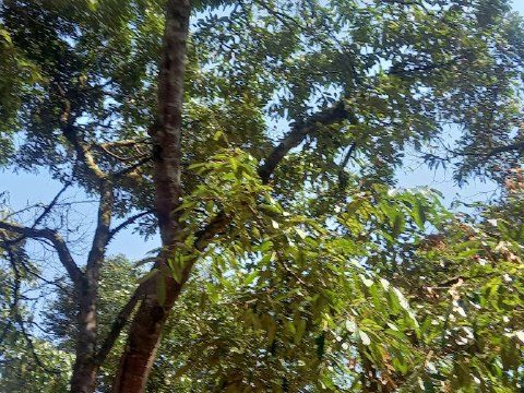 Tanah Dusun 6.874 Ekar Serendah Selangor Freehold
