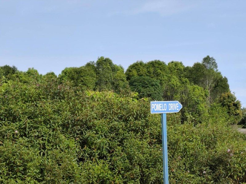 Tanah Pertanian Corner Lot 2.47 Ekar Nusa Dusun, Kuala Sungai Baru, Melaka