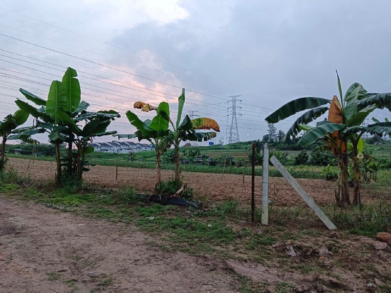 Tanah Pertanian 7 ekar Pulau Meranti, Puchong dekat Cyberjaya untuk Dijual
