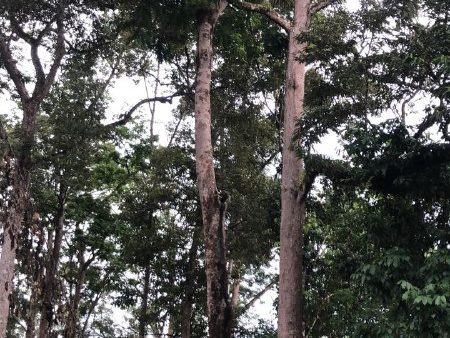 Tanah Dusun 1.5 Ekar Dong, Raub, Pahang