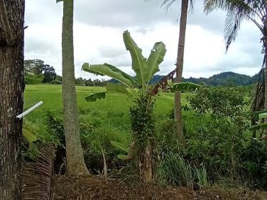Tanah Pertanian 1.09 Ekar Kangar, Perlis