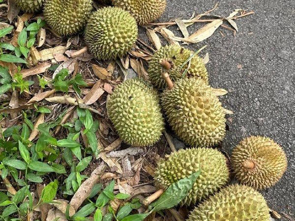 Tanah Pertanian Batu 16, Dusun Tua, Hulu Langat