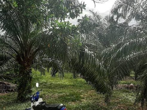 Tanah Kebun Sawit 1 Ekar Sungai Pelek, Sepang, Selangor