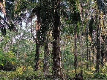 Tanah Sawit di Kampung Sungai Rambutan, Selama Perak