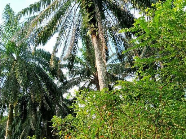 Tanah Sawit di Rtb Sg Rotan , Ijok Selama untuk Dijual