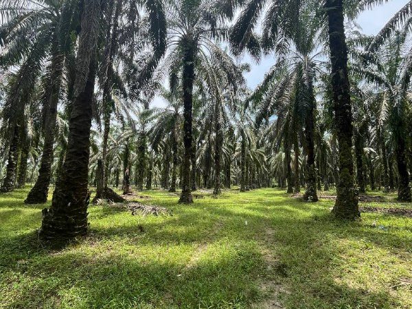 Tanah Pertanian Kebun Sawit di Sg Nor Selama Perak , untuk Dijual