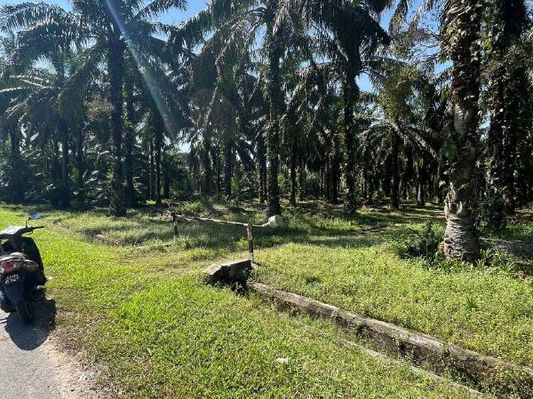 Tanah Kebun Sawit Tepi Jalan di Changkat Lobak , Bukit Merah Perak untuk Dijual - Freehold