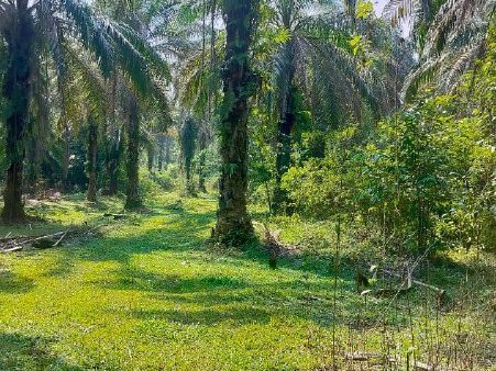 Tanah Pertanian Sawit di Sungai Nor Mukim Hulu Selama Perak untuk Dijual