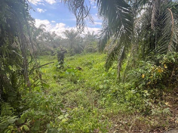 Tanah Kebun Sawit Sungei Nor Selama Perak