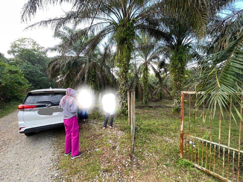 Tanah Kebun Sawit Sungei Limau Ijok Perak