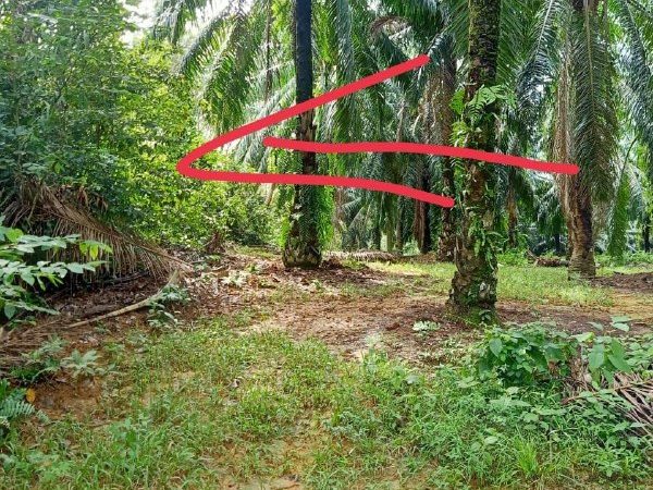 Tanah Pertanian 3.21 Ekar Kuala Kangsar, Perak