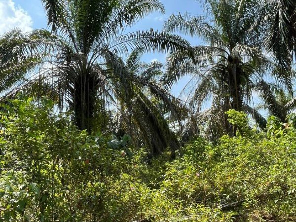Tanah Kelapa Sawit Bukit Torak Selama 3.05 Ekar