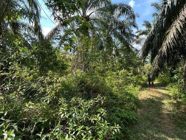 Tanah Kelapa Sawit Bukit Torak Selama 3.1 Ekar