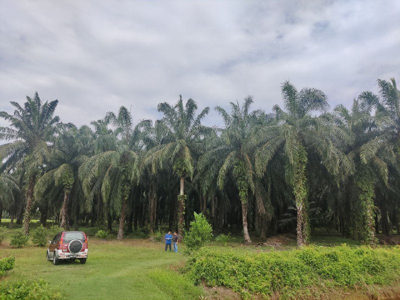 Tanah Kelapa Sawit Parit Air Itam Bagan Serai utk Dijual